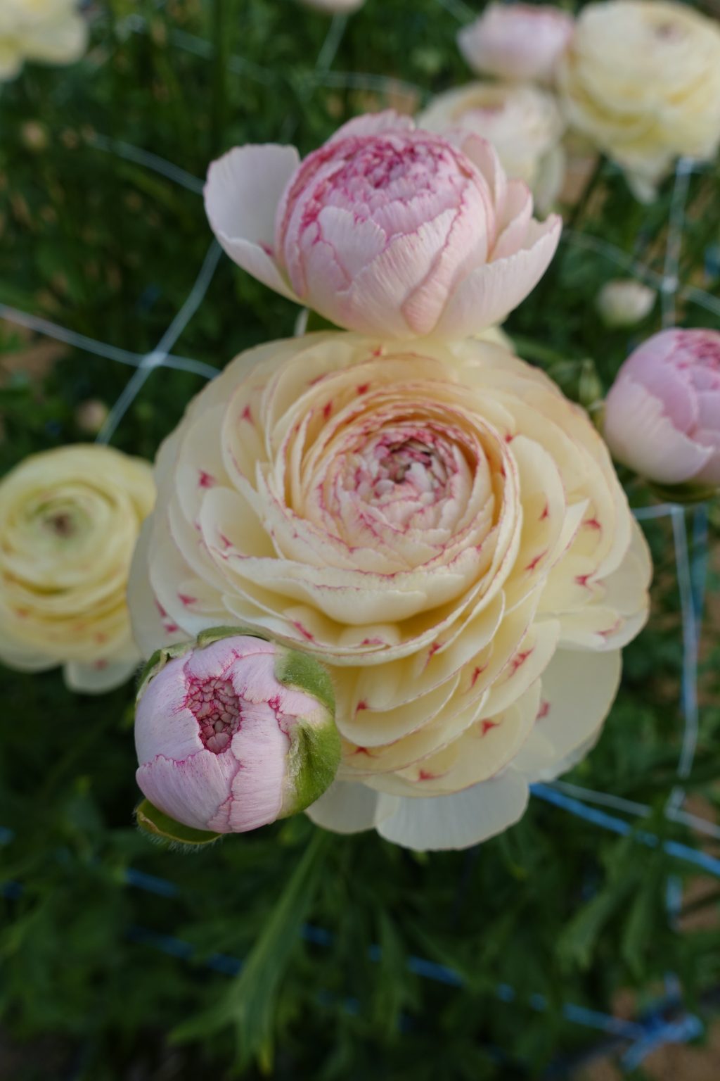 Cream pink flower Ranunculus Romance™ Orleans®