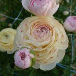 Cream pink flower Ranunculus Romance™ Orleans®