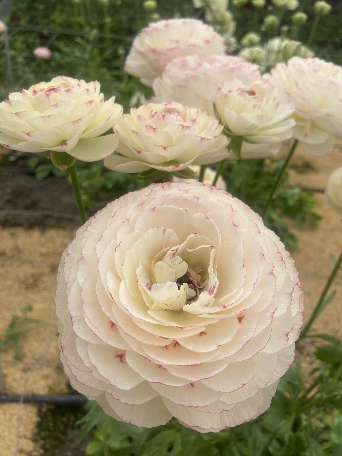 Cream pink flower Ranunculus Romance™ Orleans®
