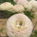 Cream pink flower Ranunculus Romance™ Orleans®