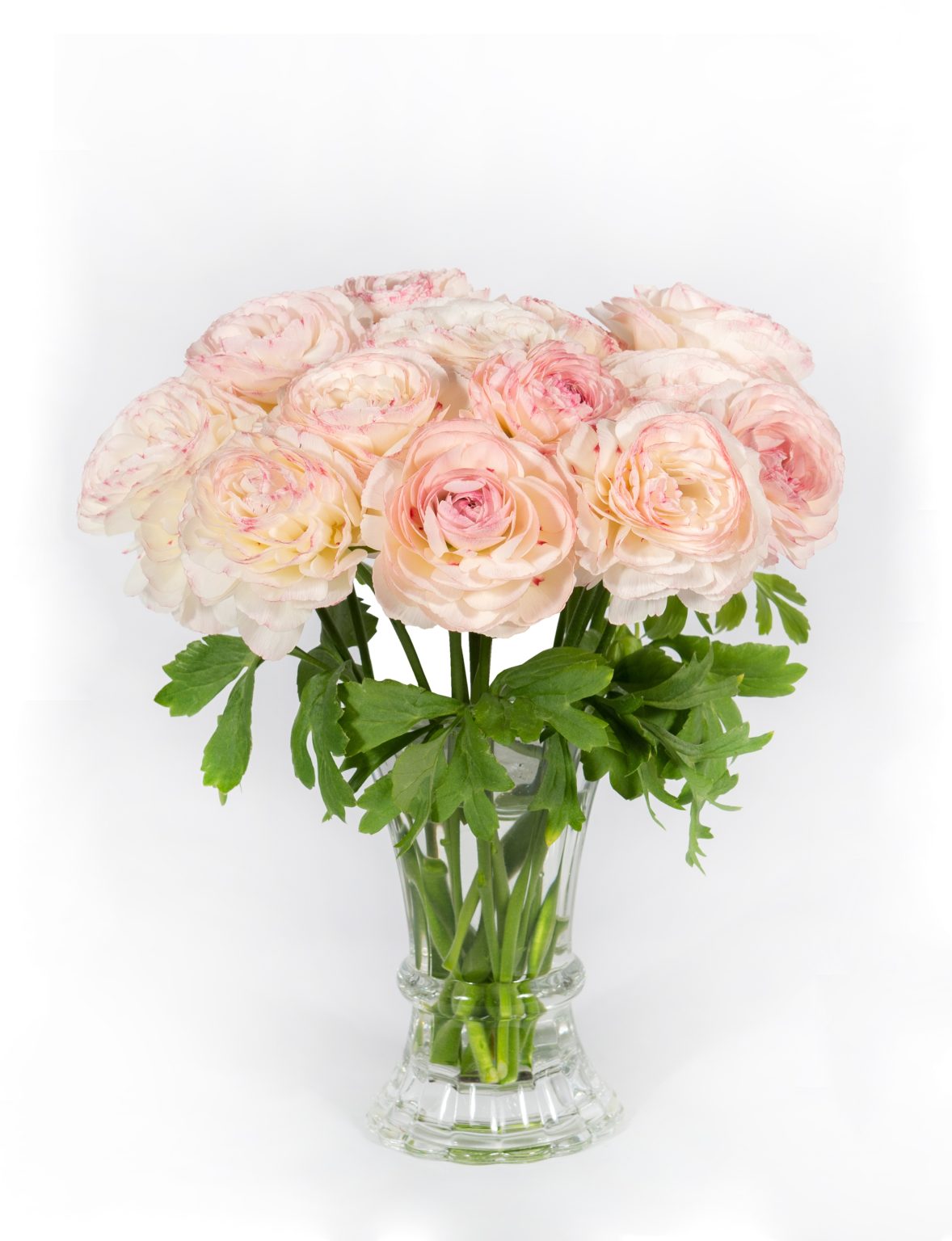 Cream pink flower Ranunculus Romance™ Orleans®