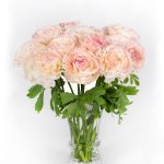 Cream pink flower Ranunculus Romance™ Orleans®