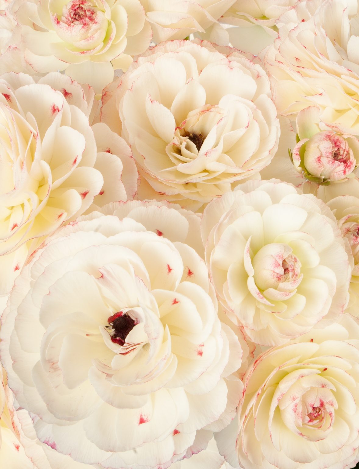 Cream pink flower Ranunculus Romance™ Orleans®