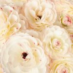 Cream pink flower Ranunculus Romance™ Orleans®