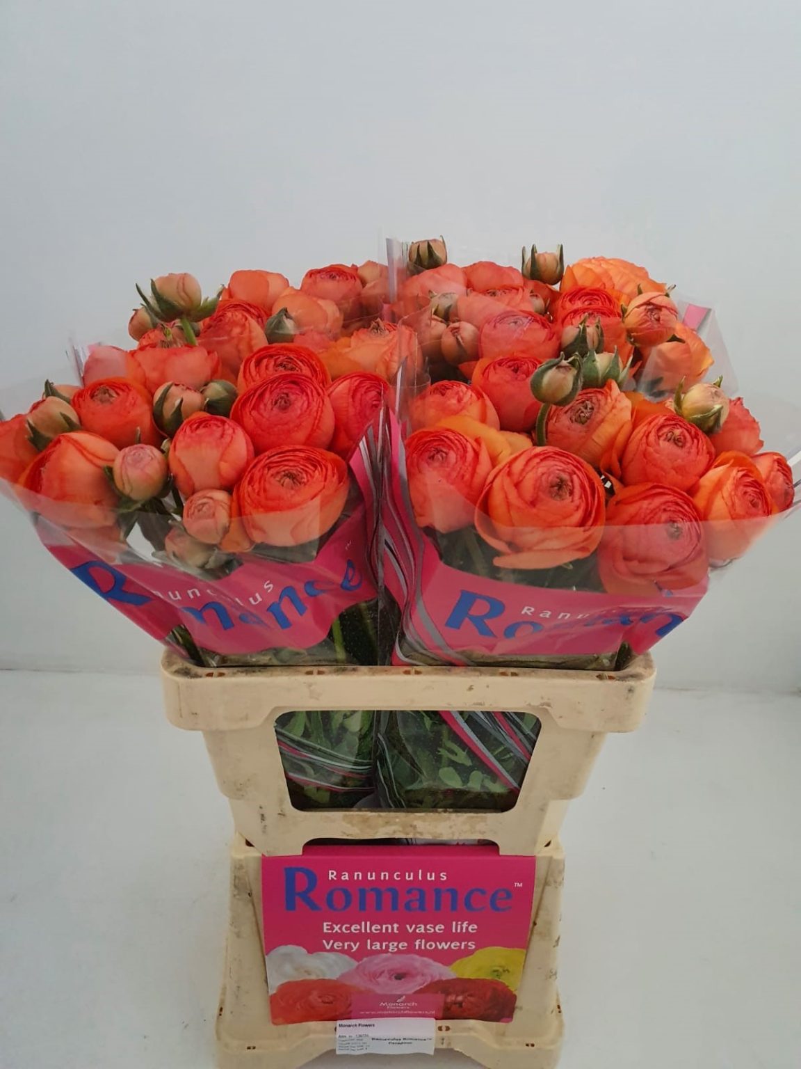 Ranunculus Romance™ Paradou®