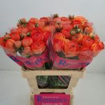 Ranunculus Romance™ Paradou®