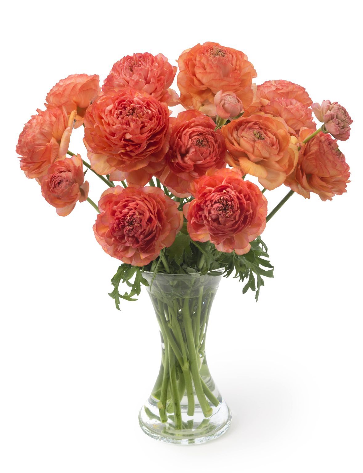 Ranunculus Romance™ Paradou®