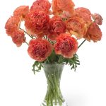 Ranunculus Romance™ Paradou®