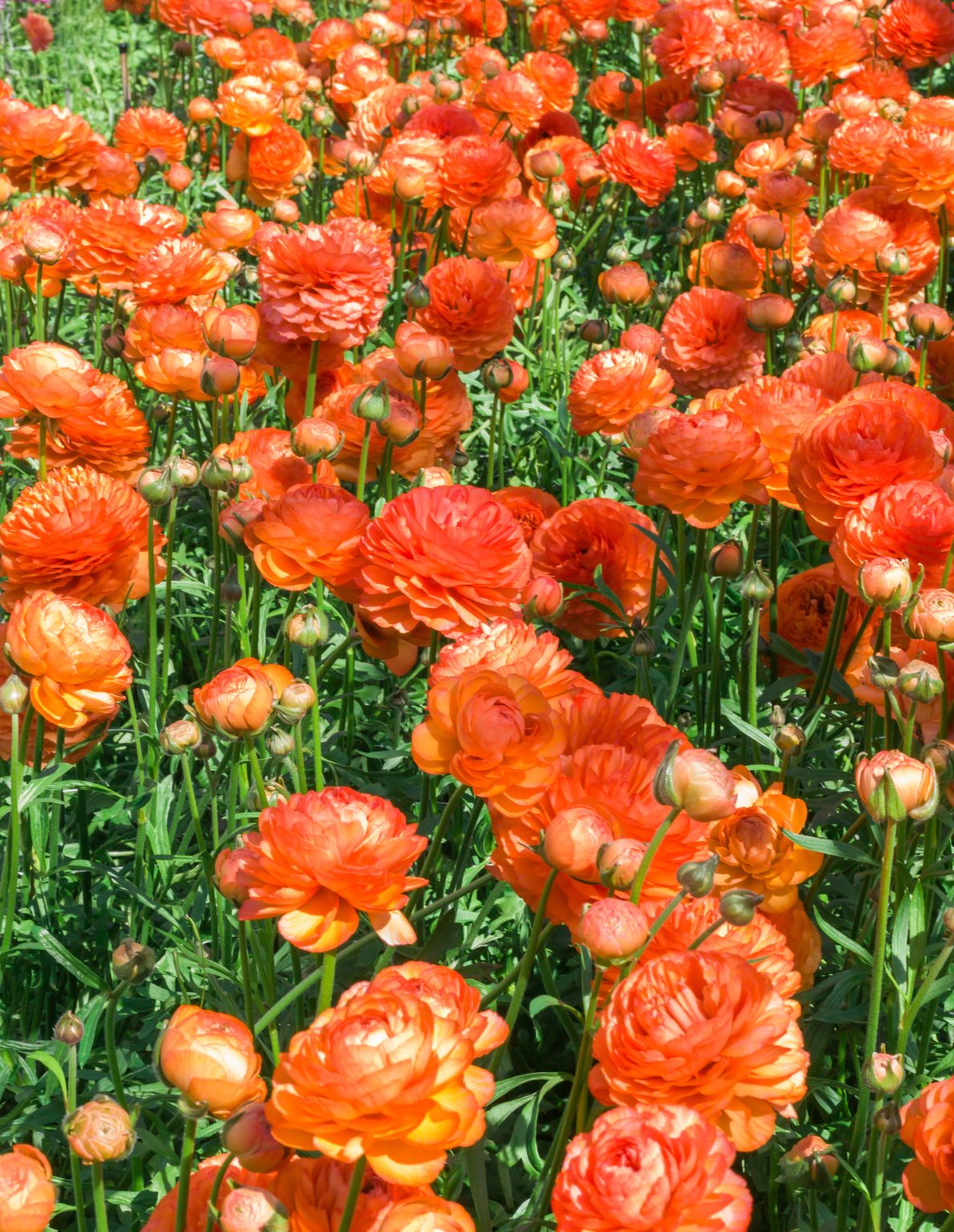 Ranunculus Romance™ Paradou®