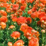 Ranunculus Romance™ Paradou®