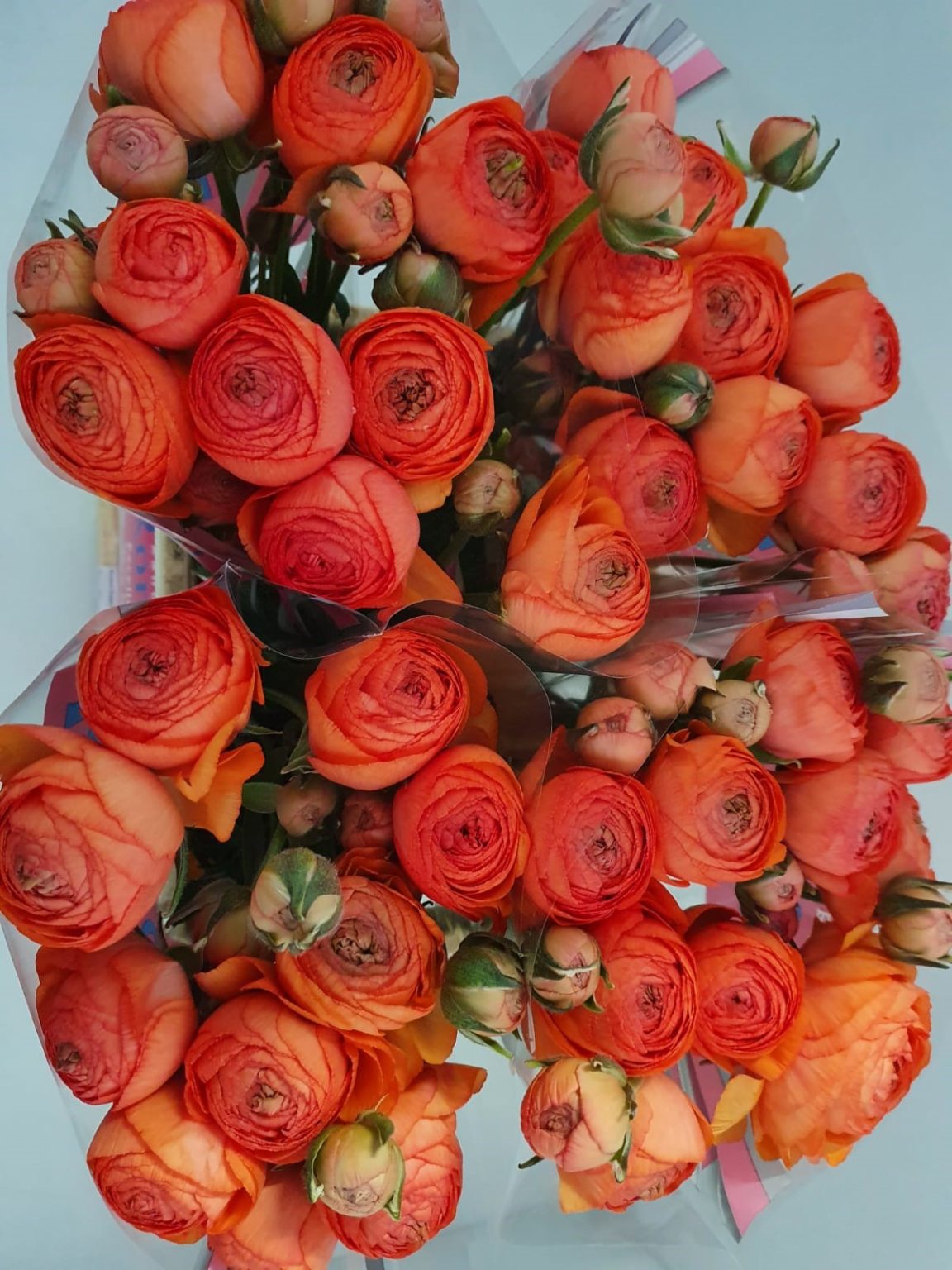 Ranunculus Romance™ Paradou®