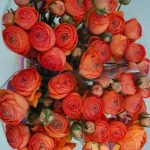 Ranunculus Romance™ Paradou®
