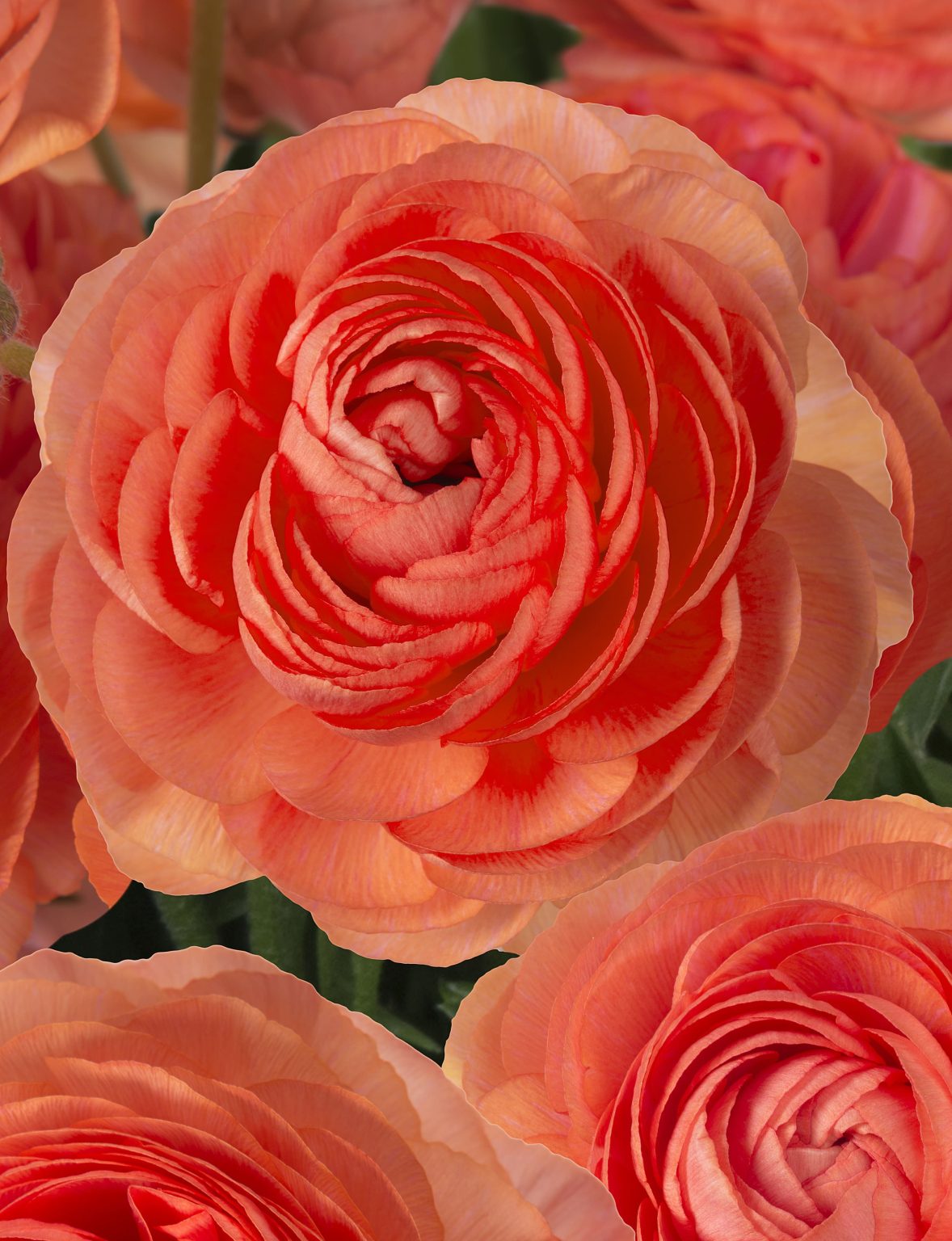 Ranunculus Romance™ Paradou®