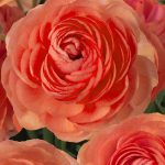 Ranunculus Romance™ Paradou®