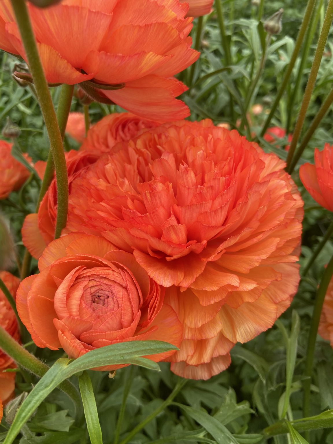 Ranunculus Romance™ Paradou®