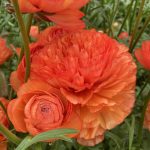 Ranunculus Romance™ Paradou®