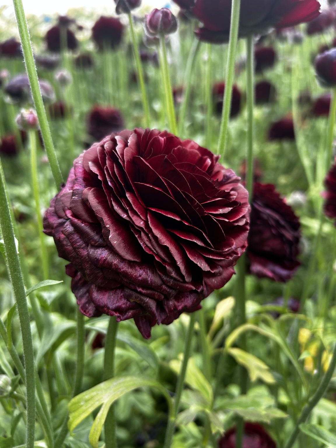 Ranunculus Romance™ Perigord®