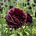 Ranunculus Romance™ Perigord®