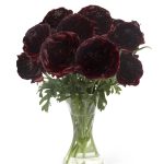 Ranunculus Romance™ Perigord®