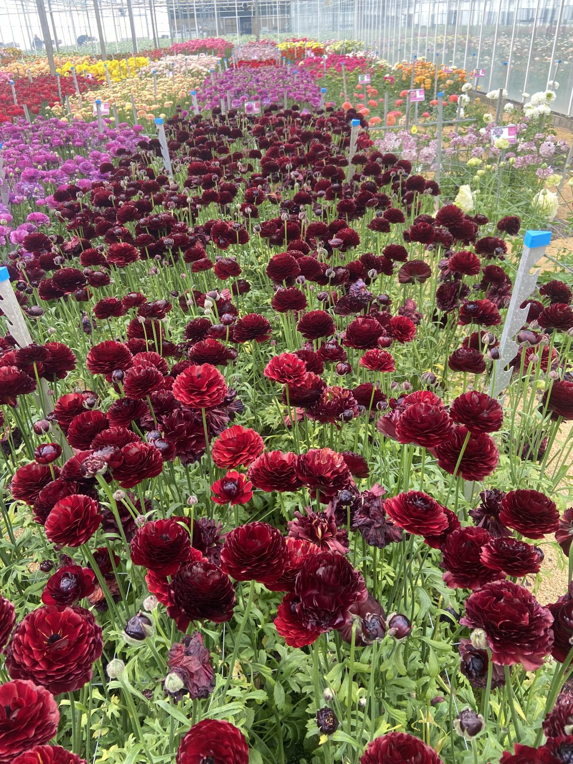 Ranunculus Romance™ Perigord®