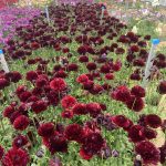 Ranunculus Romance™ Perigord®