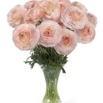 Ranunculus Romance™ Plage®