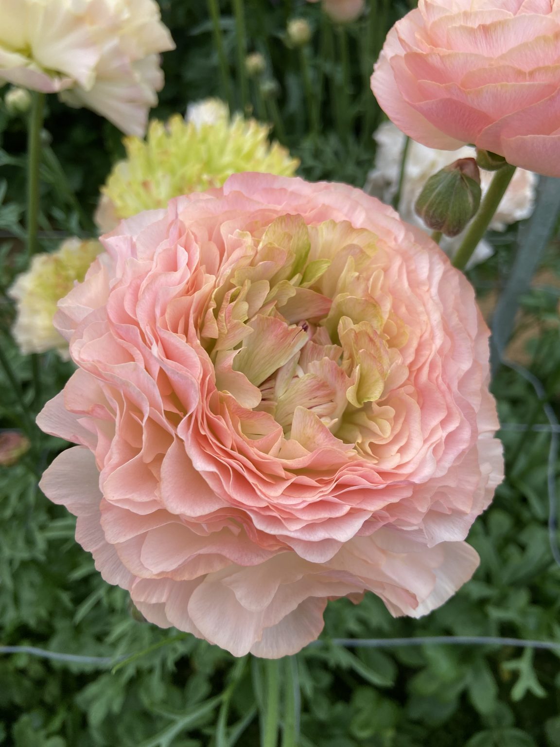 Ranunculus Romance™ Plage®