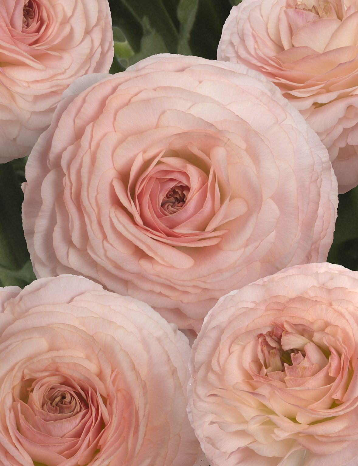 Ranunculus Romance™ Plage®