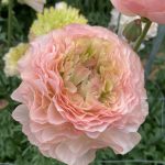 Ranunculus Romance™ Plage®