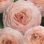 Ranunculus Romance™ Plage®