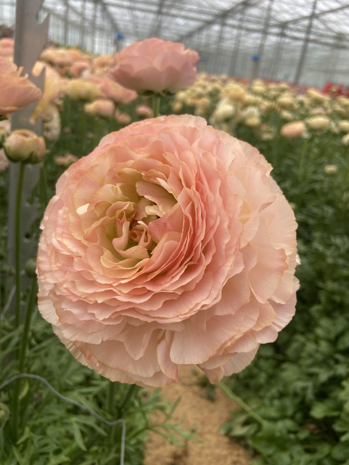 Ranunculus Romance™ Plage®