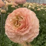 Ranunculus Romance™ Plage®