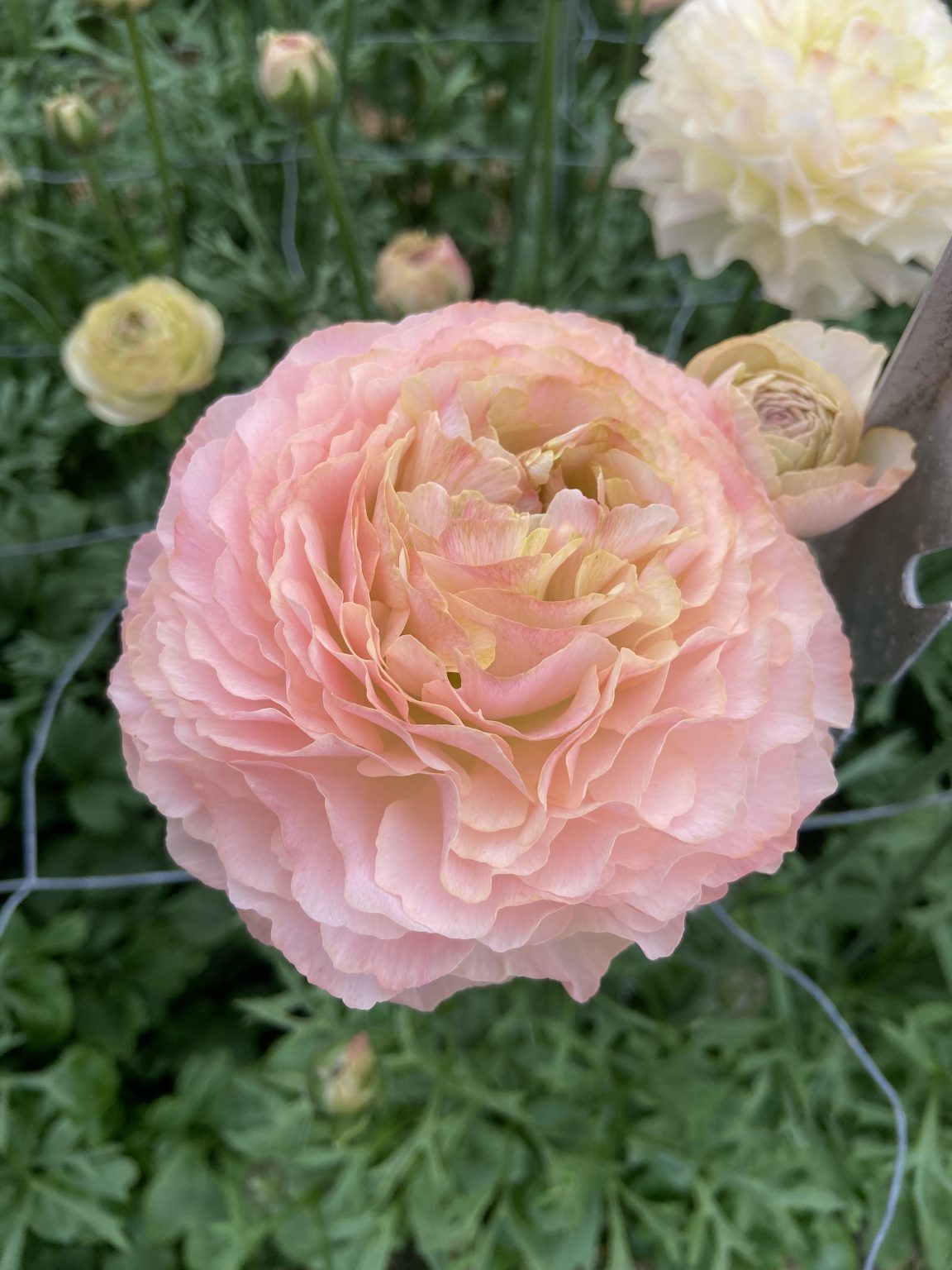 Ranunculus Romance™ Plage®