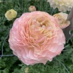 Ranunculus Romance™ Plage®