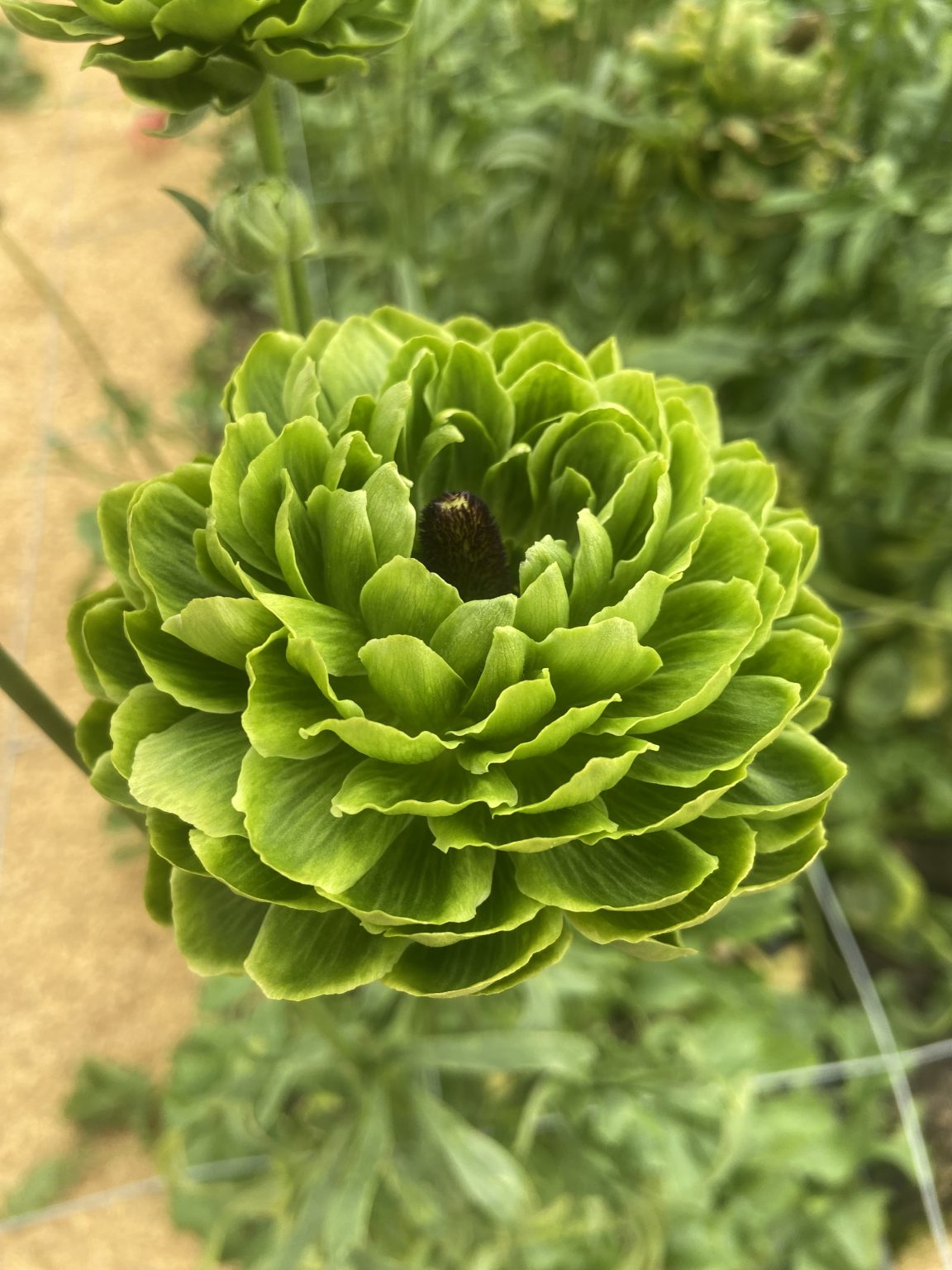Ranunculus Romance™ Pomerol®