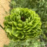 Ranunculus Romance™ Pomerol®