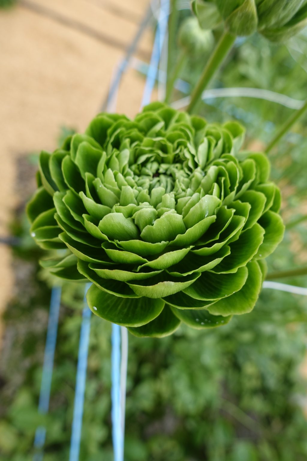 Ranunculus Romance™ Pomerol®