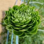 Ranunculus Romance™ Pomerol®