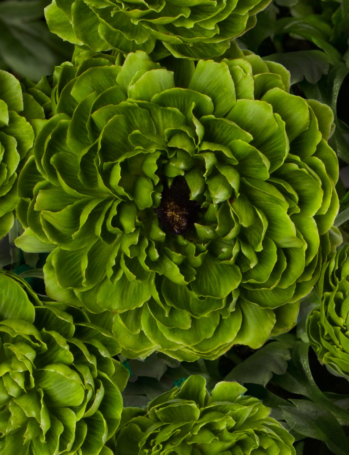 Ranunculus Romance™ Pomerol®