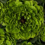 Ranunculus Romance™ Pomerol®