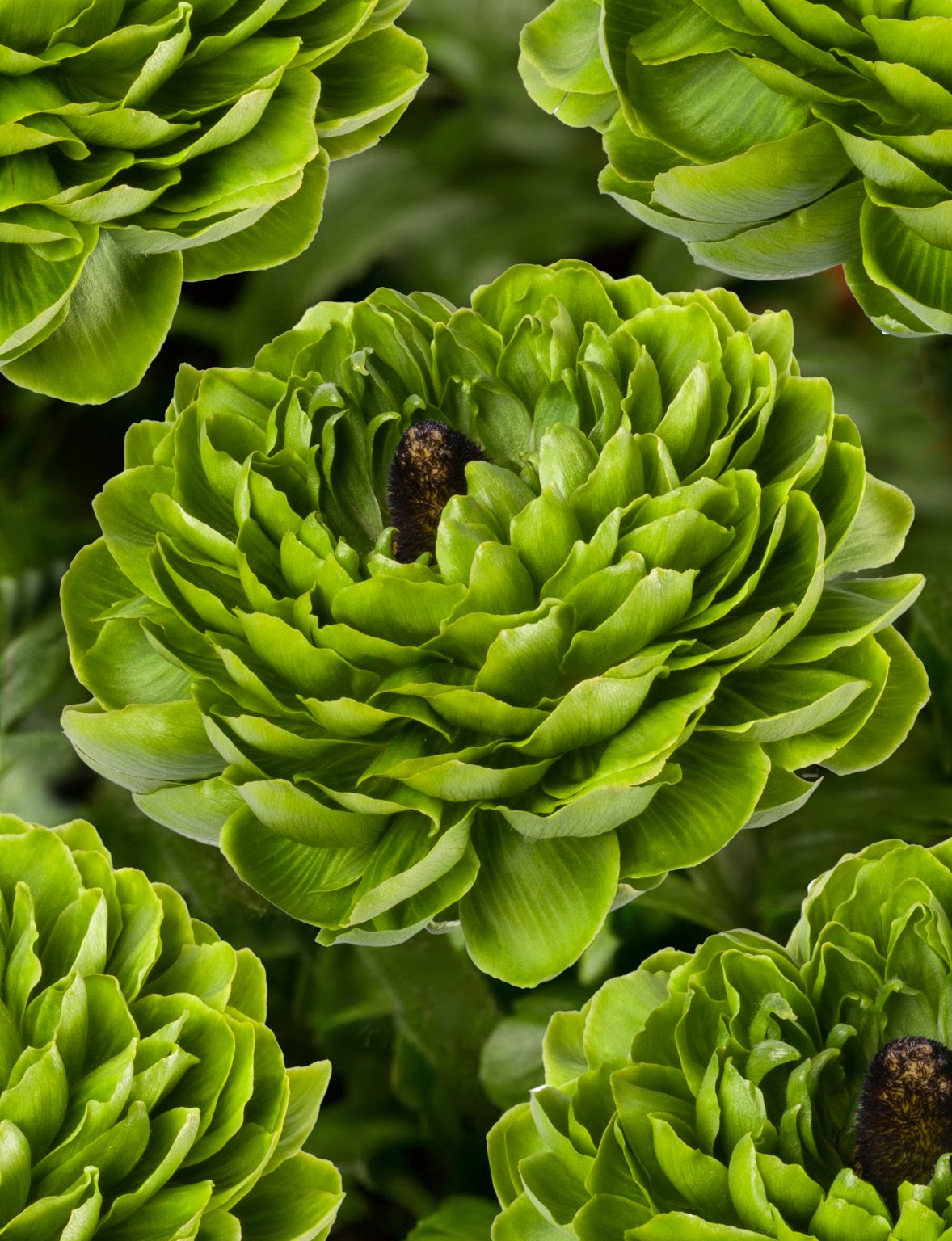 Ranunculus Romance™ Pomerol®