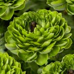 Ranunculus Romance™ Pomerol®