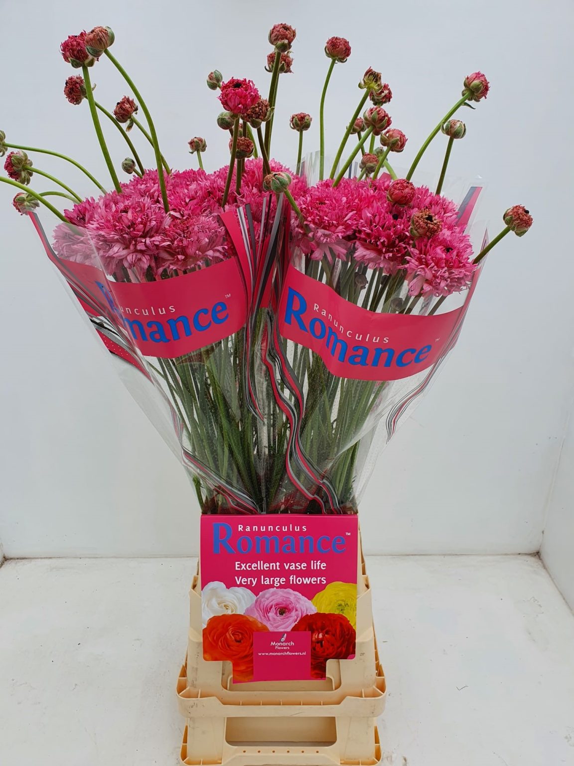 Ranunculus Poodle Ramlia®