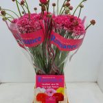 Ranunculus Poodle Ramlia®