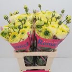 Ranunculus Romance™ Quimper®