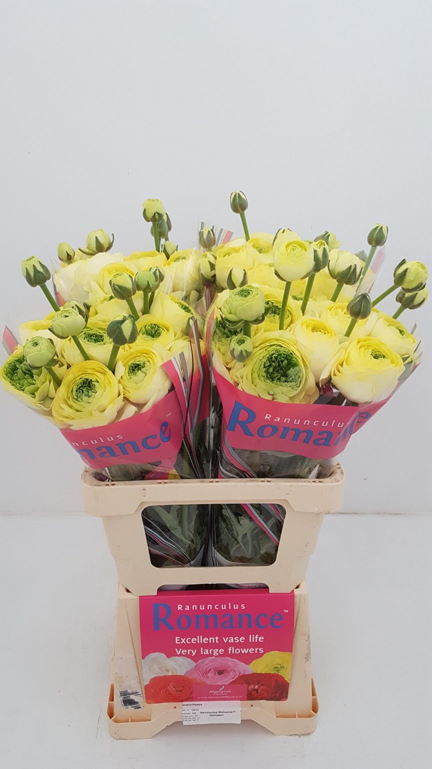 Ranunculus Romance™ Quimper®