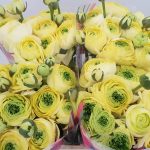 Ranunculus Romance™ Quimper®