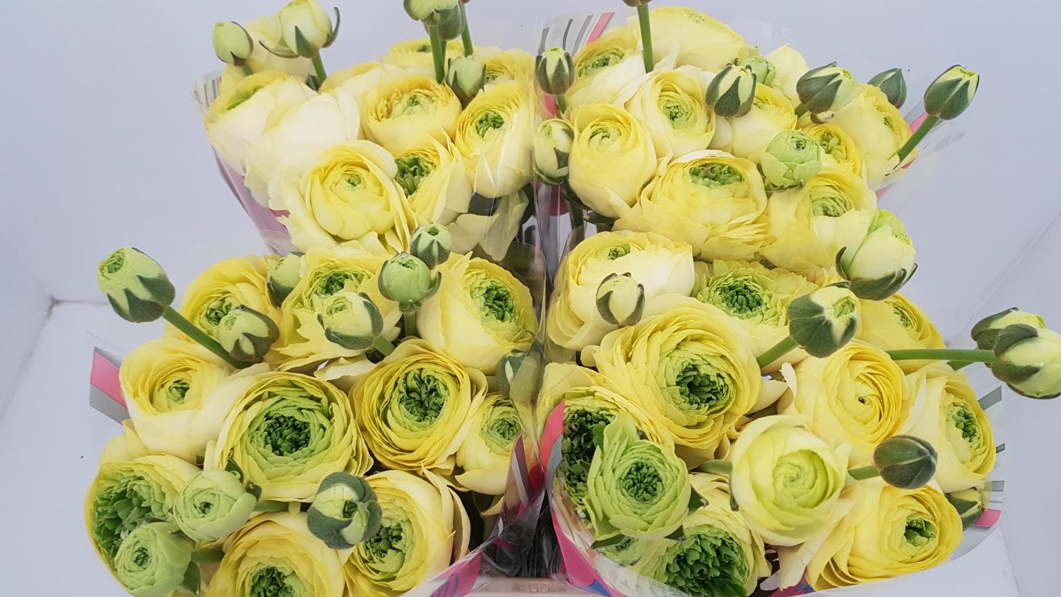 Ranunculus Romance™ Quimper®