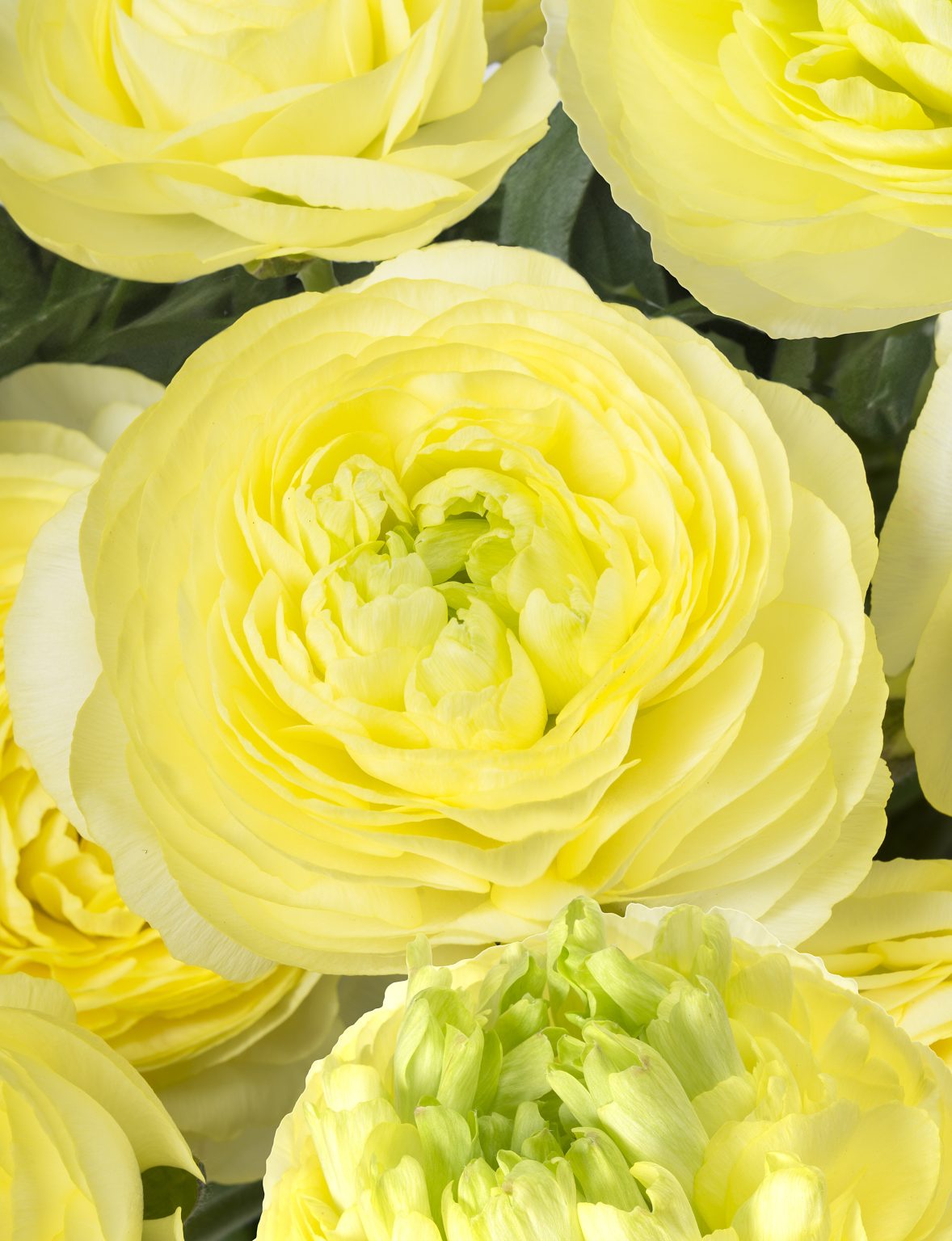 Ranunculus Romance™ Quimper®