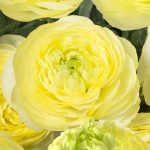 Ranunculus Romance™ Quimper®